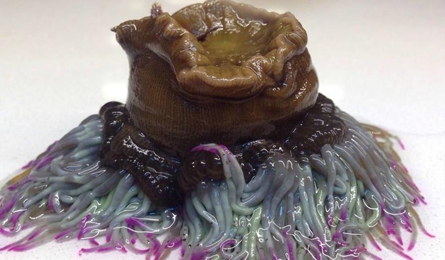 El Gallinero de Sandra