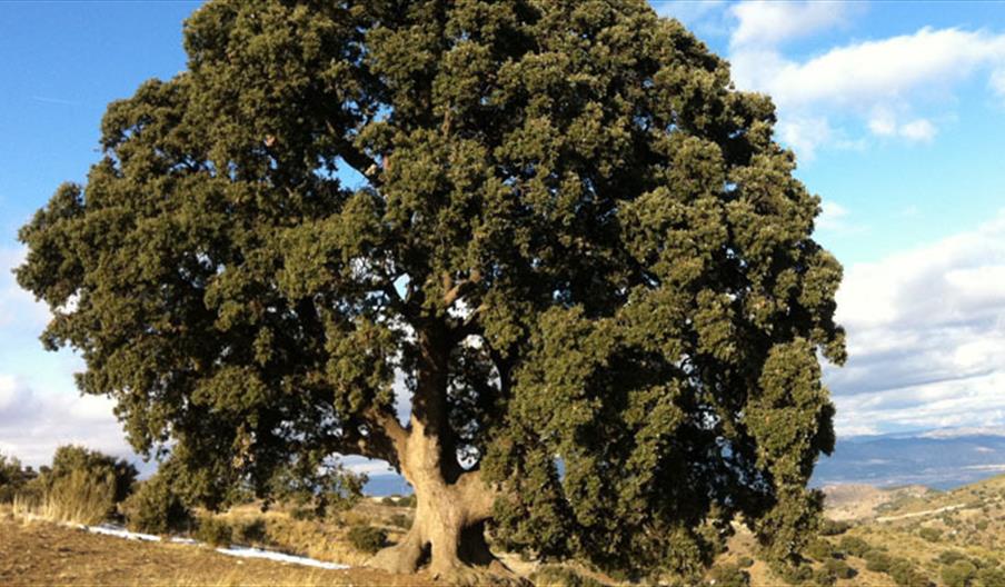 Encina de los Trébedes