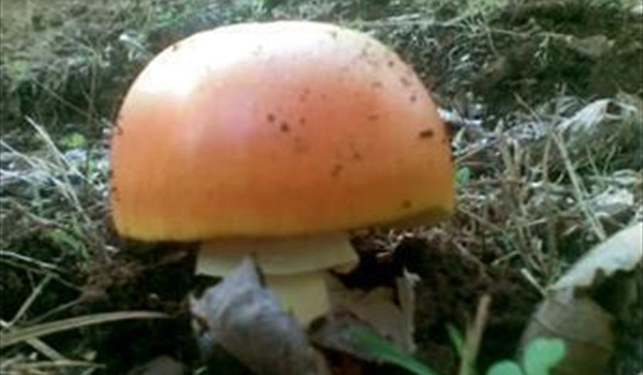 Jornadas Micológicas de Aracena