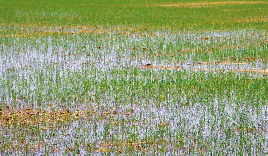 Feria y Fiestas del Arroz y el Cangrejo