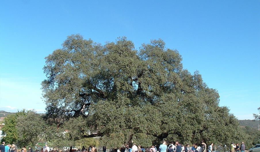 Encina de los Perros
