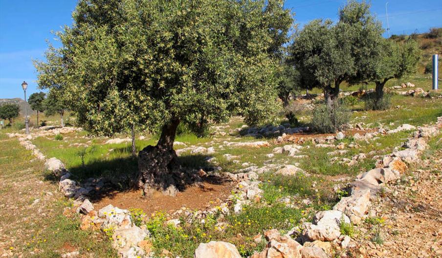 Parque Arqueológico del Mediterráneo