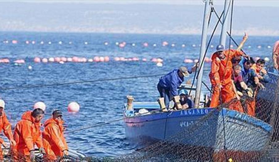 Mayo: el mes del atún rojo en la Costa de Cádiz