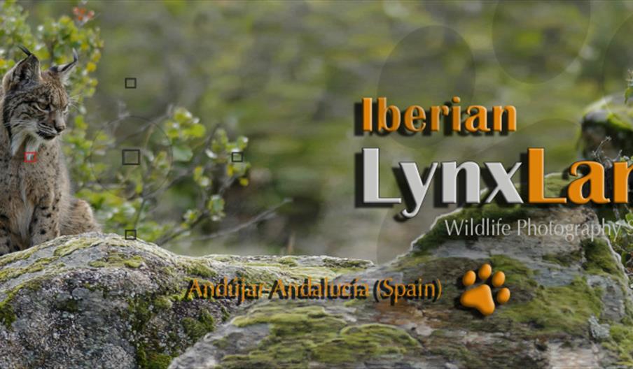Iberian Lynx Land
