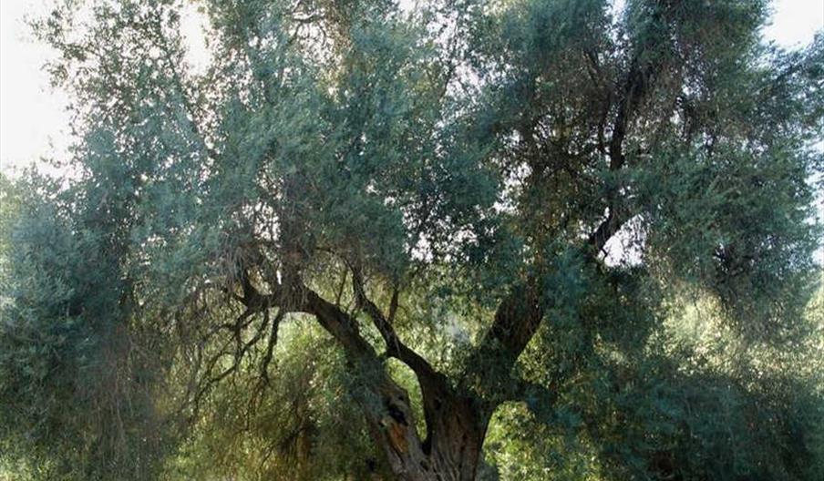 Monumento Natural El olivo de Fuentebuena