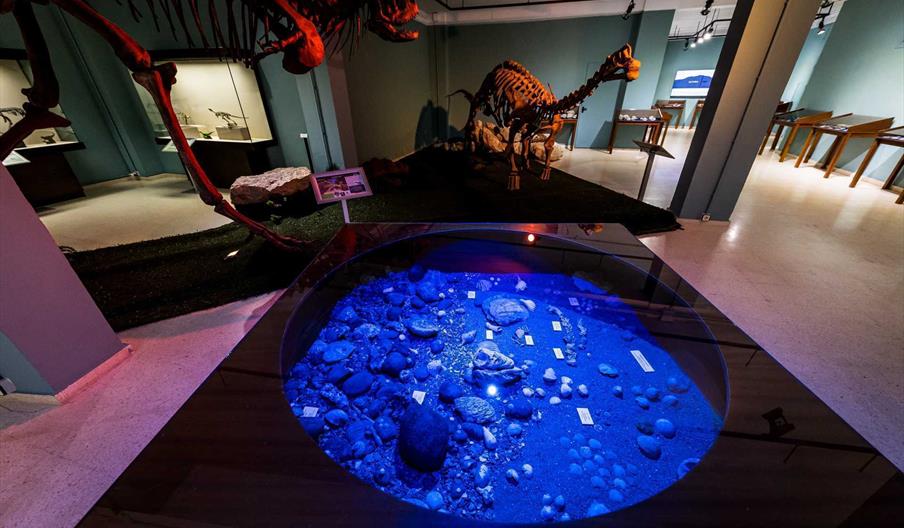 Museo Paleontológico