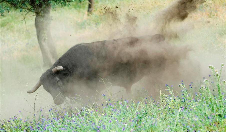 Casa Rural El Añadío