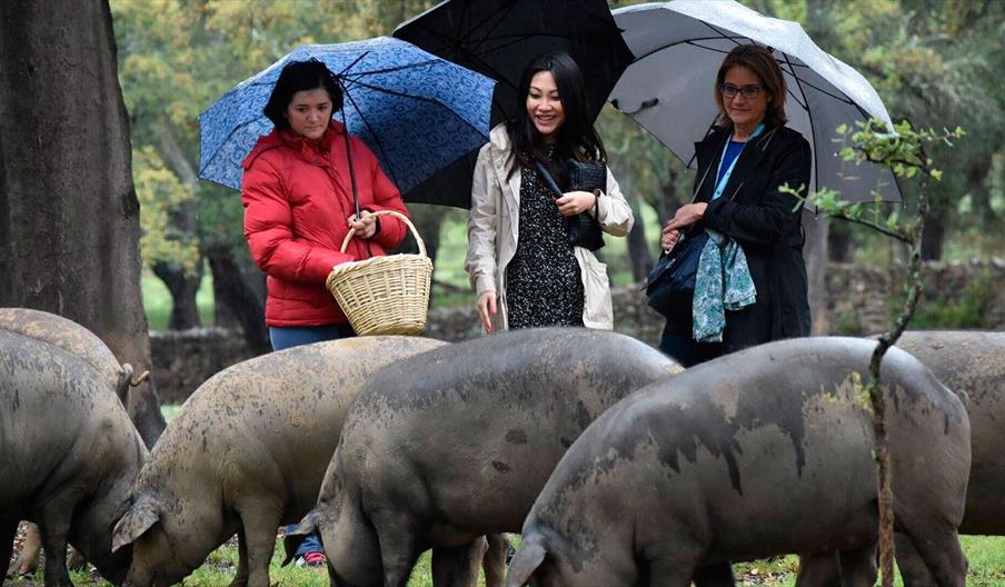 Jamones y Embutidos Vázquez