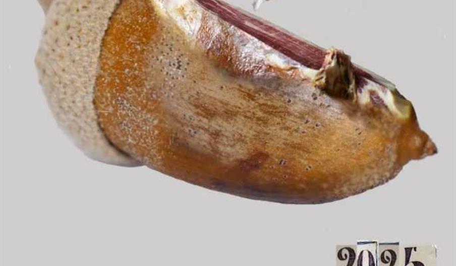 Feria Regional del Jamón y del Cerdo Ibérico de Aracena