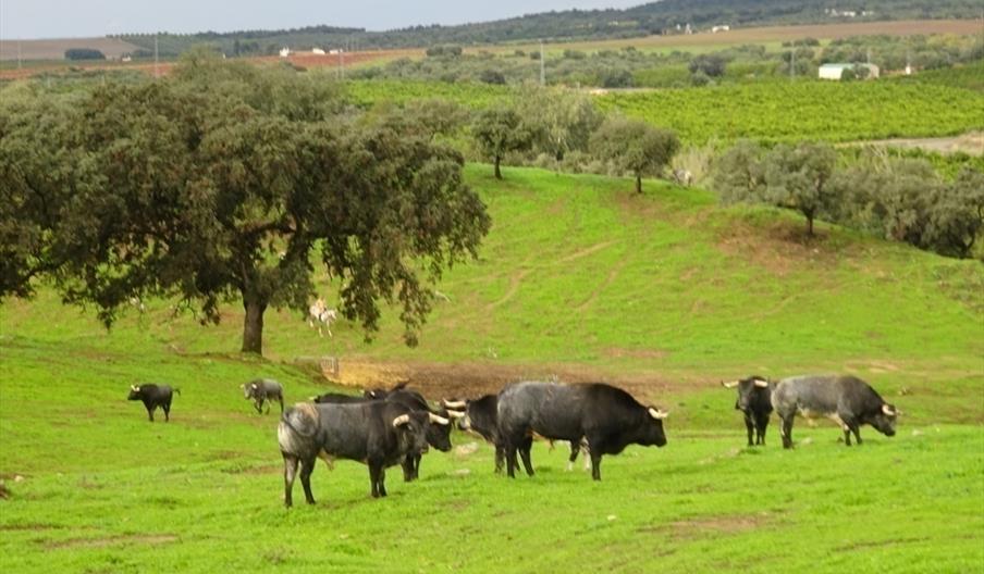 Ganadería La Quinta