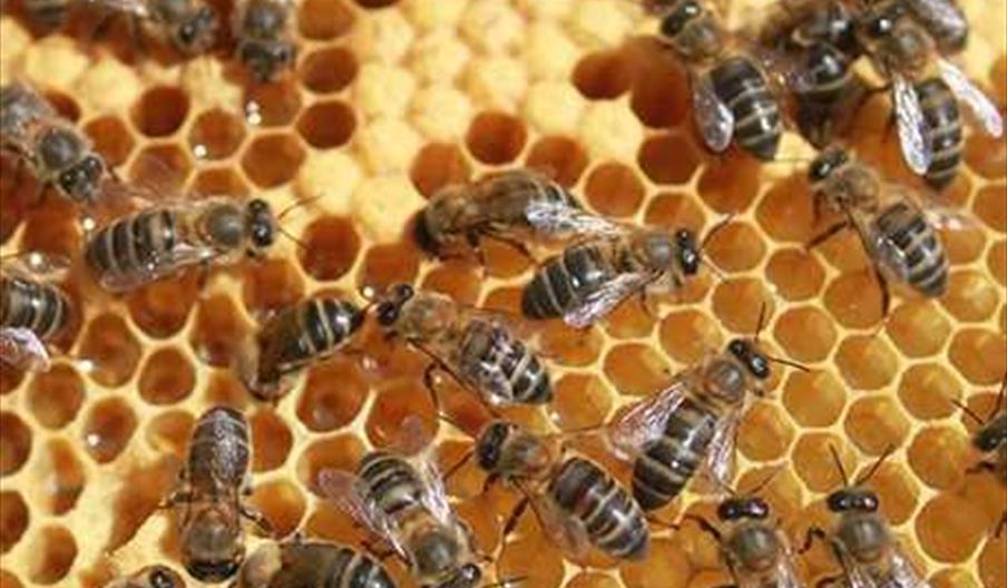 Mieles Artesanas Moramiel