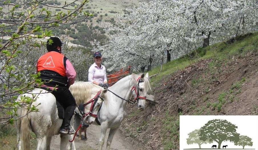 Cerezos en flor en Güéjar Sierra a caballo