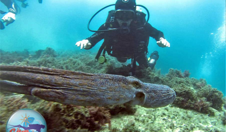 Web Club deportivo de Buceo Glup Glup