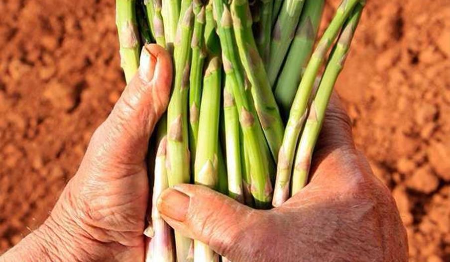 Feria del Espárrago Sierra de Yeguas