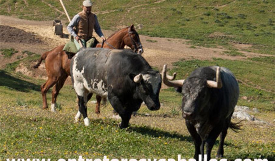 Entre Toros y Caballos