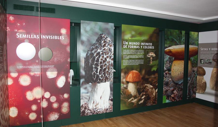 Centro de Interpretación Micológico de Caniles