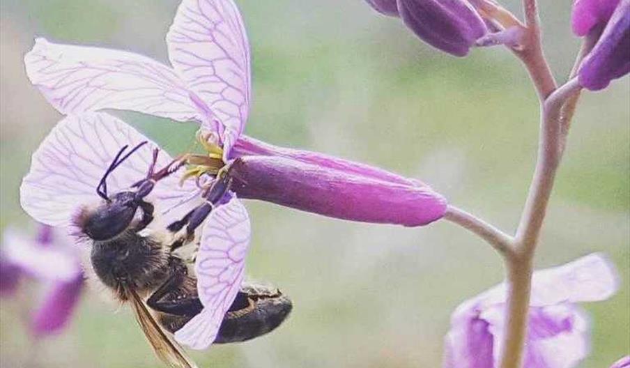 Ecocolmena La Respetuosa