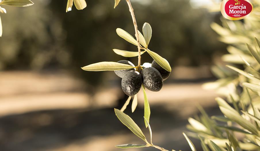 Almazara García Morón