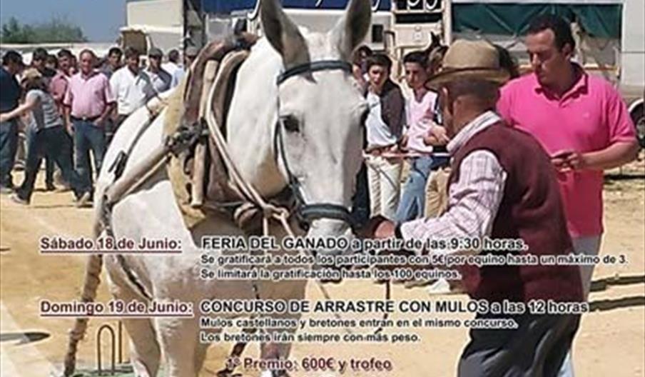 Feria del Ganado de Montemayor