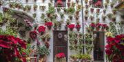 Patios de Córdoba en Navidad