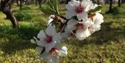 Finca dedicada al cultivo de almendros